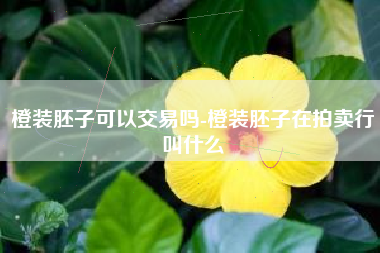 橙装胚子可以交易吗-橙装胚子在拍卖行叫什么