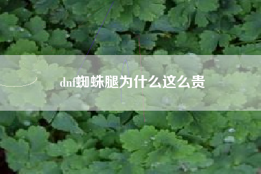 dnf蜘蛛腿为什么这么贵