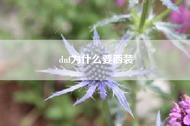 dnf为什么要西装