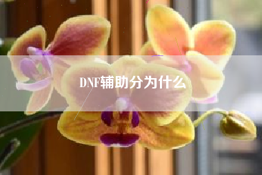 DNF辅助分为什么