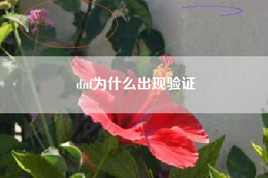 dnf为什么出现验证