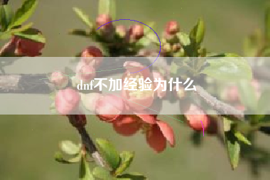 dnf不加经验为什么