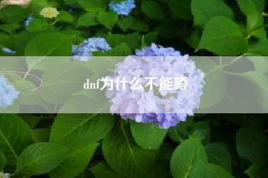 dnf为什么不能蹲