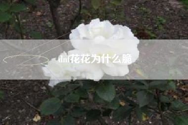 dnf花花为什么脆