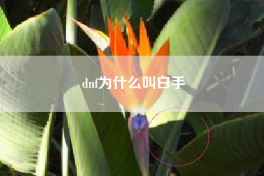 dnf为什么叫白手