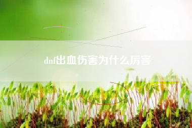 dnf出血伤害为什么厉害