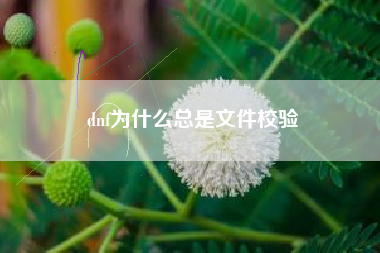 dnf为什么总是文件校验