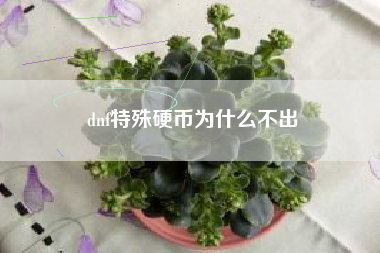 dnf特殊硬币为什么不出