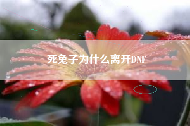 死兔子为什么离开DNF