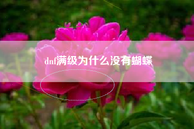 dnf满级为什么没有蝴蝶