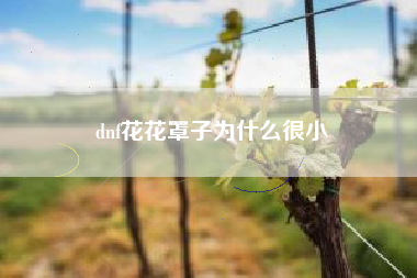 dnf花花罩子为什么很小