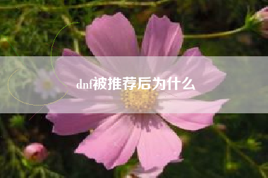 dnf被推荐后为什么