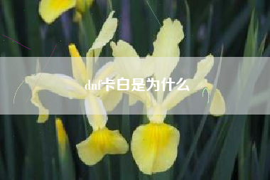 dnf卡白是为什么