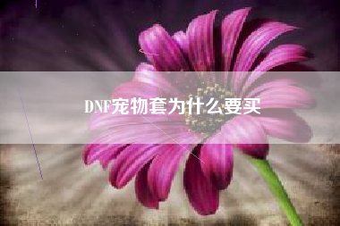 DNF宠物套为什么要买