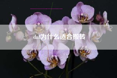 dnf为什么适合搬砖